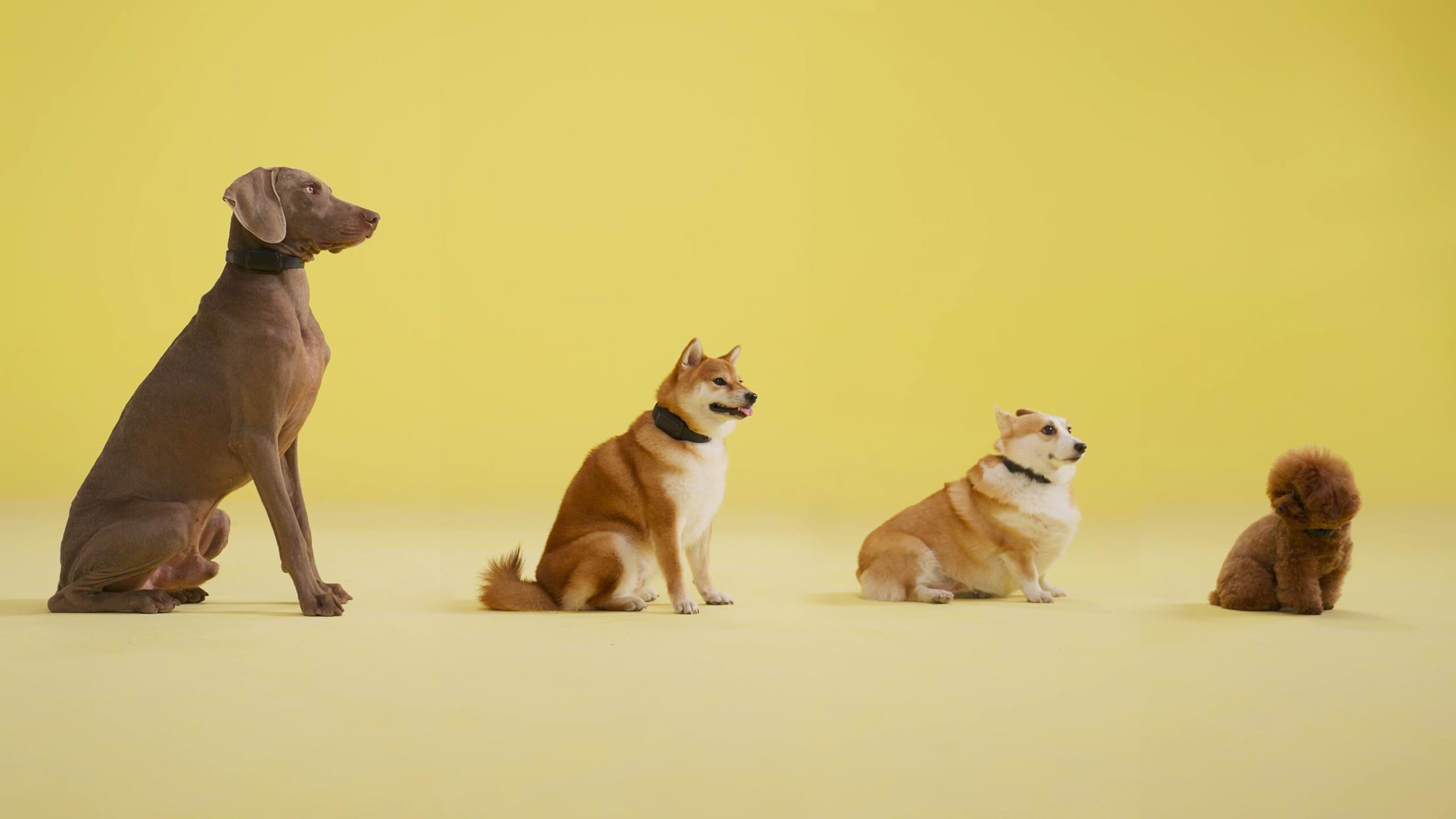 HUSHPUPPY | E-Collar